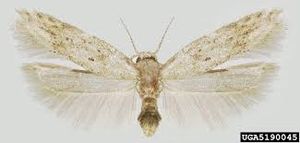 uploads/images/pest/tomato pinworm.jpg